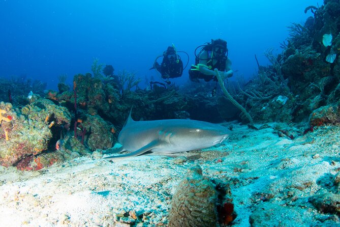 2-Tank Scuba Boat Trip in World-Class Sites @ Copamarina - Key points to know before you book