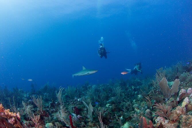2-Tank Scuba Boat Trip in World-Class Sites @ Copamarina - Two tanks, five hours, and a focused schedule