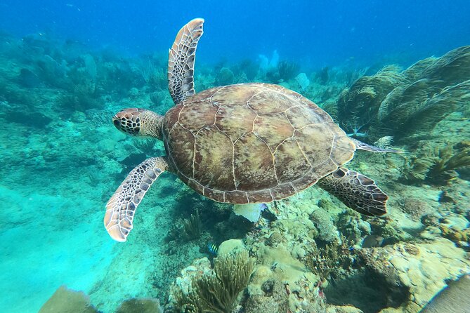Aguadilla Tropical Snorkeling - Carolina and Edwin set the tone