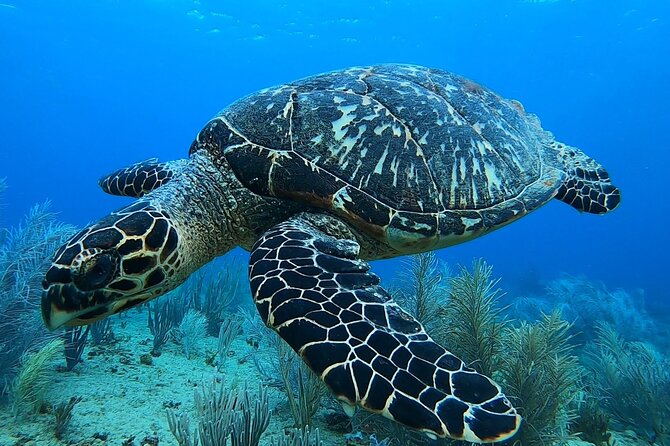 Aguadilla Tropical Snorkeling - What the two-hour snorkeling session feels like