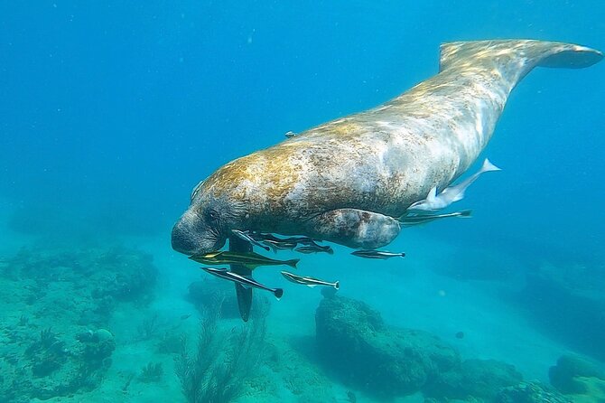 Aguadilla Tropical Snorkeling - Why the educational side matters