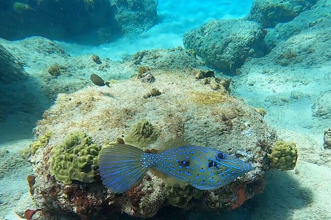 Aguadilla Tropical Snorkeling - What the price includes at $98