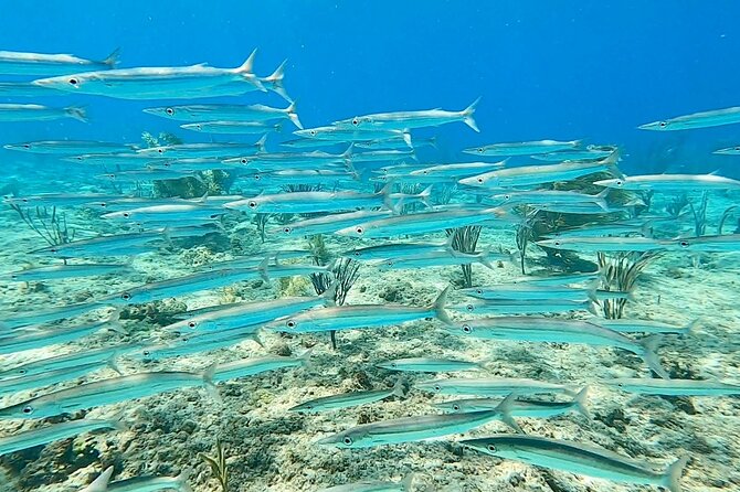 Aguadilla Tropical Snorkeling - Who will get the most from this tour