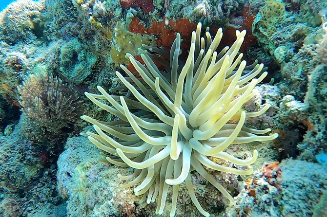 Aguadilla Tropical Snorkeling - Practical planning for the morning