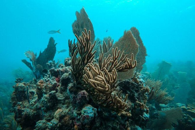 All Inclusive Beach and Snorkel Boat Tour to Icacos Island - What the crew adds to the experience