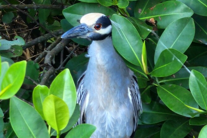 Backwater Wildlife and Boat Tour - Key points at a glance