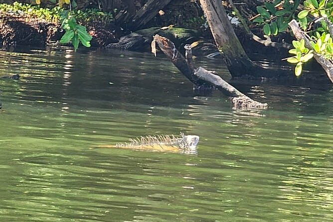 Backwater Wildlife and Boat Tour - Who will enjoy this boat tour most