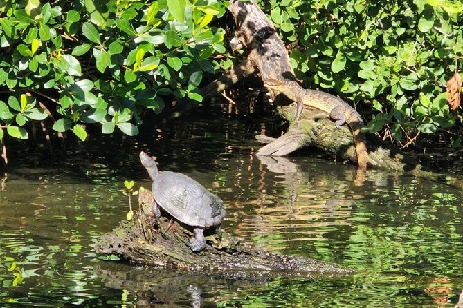 Backwater Wildlife and Boat Tour - The two-hour cruise and what you may see