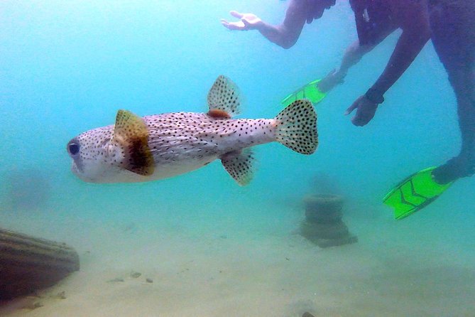 Beginner Scuba Diving with Turtles and Videos, San Juan - Arriving at Escambron Beach