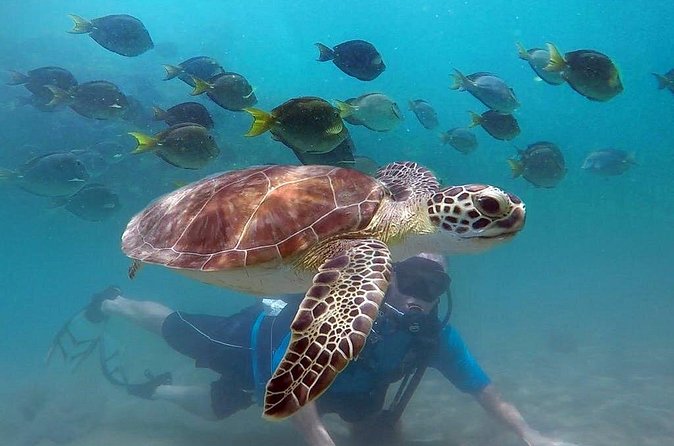 Beginner Scuba Diving with Turtles and Videos, San Juan - Marine life at Escambron Beach