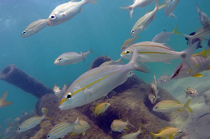 Beginner Scuba Diving with Turtles and Videos, San Juan - Free photos and videos: useful extra or minor bonus?