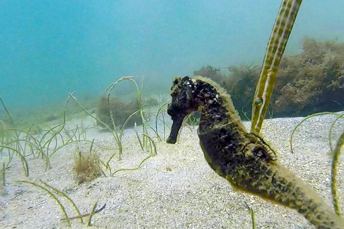 Beginner Scuba Diving with Turtles and Videos, San Juan - Is $109 a good value?