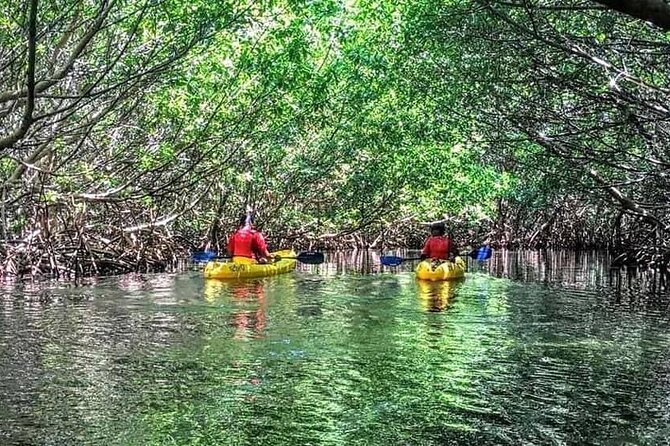 Bio Bay Night Kayak Tour in Fajardo - The lagoon talk: science, sea life, and local context