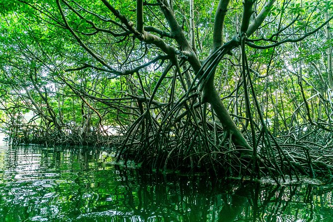 Bio Bay Night Kayaking | Laguna Grande, Fajardo - What to wear and what to bring