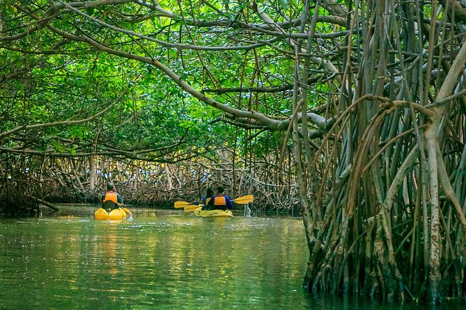 Bio Bay Night Kayaking | Laguna Grande, Fajardo - Sunset gives way to the mangrove tunnel