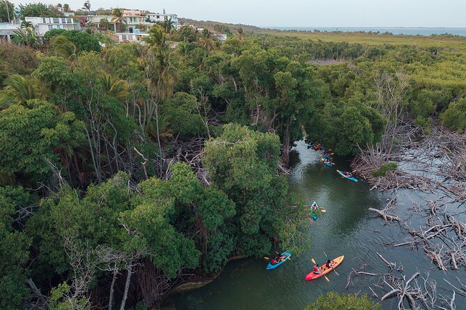 Bioluminescent Bay Night Kayaking Adventure in Puerto Rico - Is $80 a fair price?