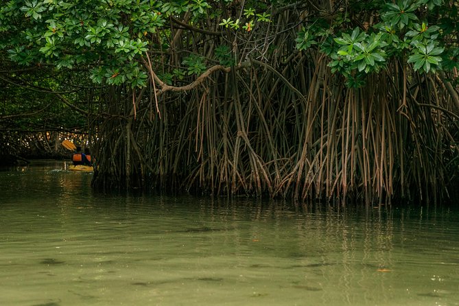 Bioluminescent Bay Night Kayaking, Fajardo - Moon phases, clouds, and your expectations