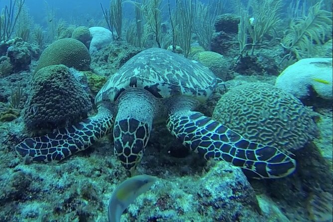 Boat Snorkeling and beach day to the Fajardo islands - Why the crew makes a difference