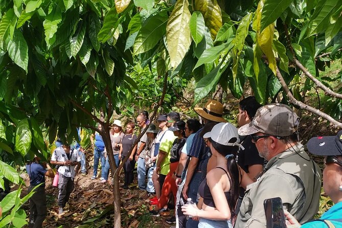 Cacao Walking Tour in Puerto Rico - What makes this cacao tour worth your time