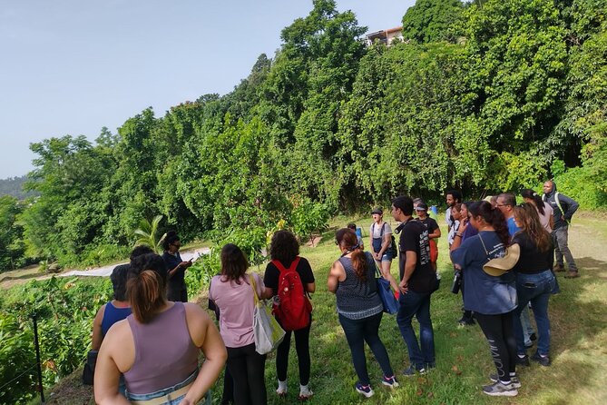 Cacao Walking Tour in Puerto Rico - The bean-to-bar explanation and tasting sequence