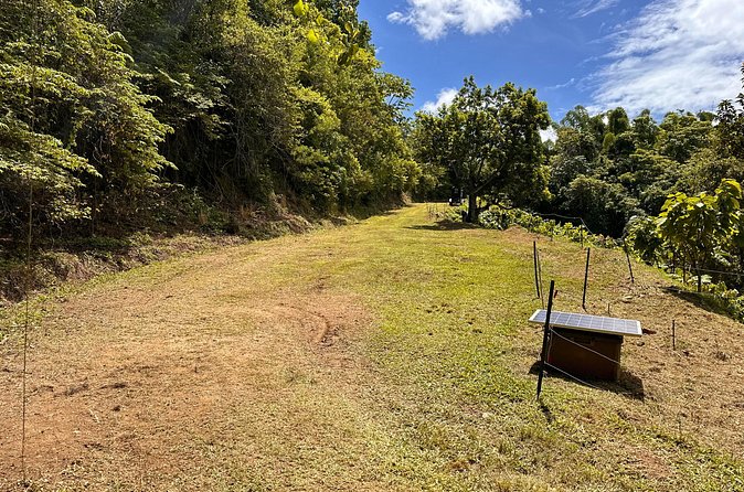 Cacao Walking Tour in Puerto Rico - A family-friendly farm visit with a bilingual advantage