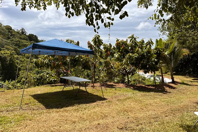 Cacao Walking Tour in Puerto Rico - What the two hours to two and a half hours feel like