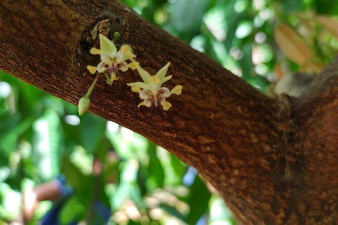 Cacao Walking Tour in Puerto Rico - Weather, cancellation, and practical planning