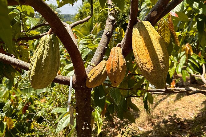 Cacao Walking Tour in Puerto Rico - Seeing cacao as a living crop