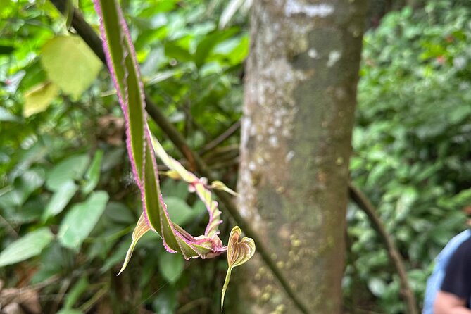 Chase Waterfalls - Discover a hidden 180ft rainforest gem - What You Get for $55