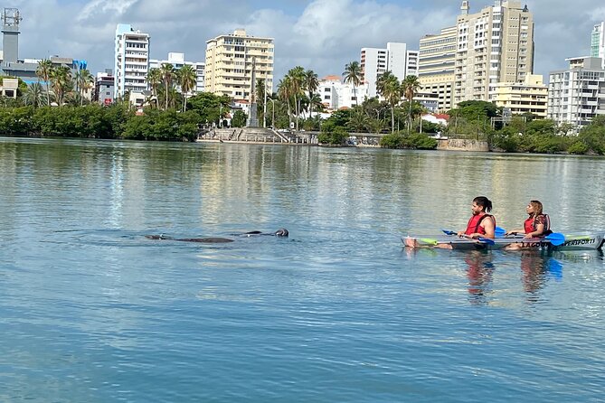 Clear Kayak Tour in Condado Lagoon - The Wildlife Is the Reward, Not a Promise