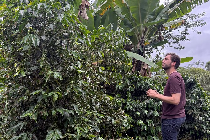 Coffee & Waterfalls Tour: from the mountains to the cup - Río La Planta: a calmer final nature stop