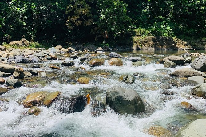 Concrete Jungle to the Actual Jungle, The Complete Package Tour - El Yunque Foothills: A Gentle Walk Before the Water
