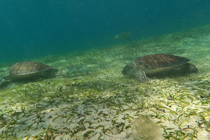 Coral Reef and Sea Turtle Snorkeling Experience - Why the private format matters