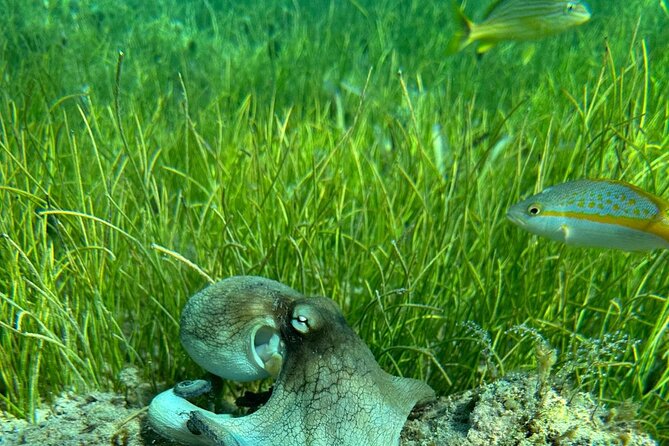 Coral Reef and Sea Turtle Snorkeling Experience - Weather, fitness, and cancellation rules