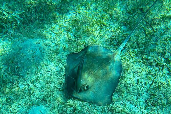 Coral Reef and Sea Turtle Snorkeling Experience - Who will enjoy this Culebra snorkeling trip?