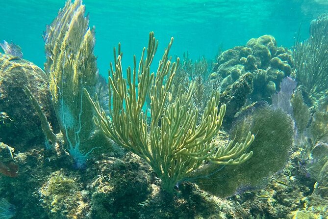 Coral Reef and Sea Turtle Snorkeling Experience - Moving from turtles to coral at Melones Beach