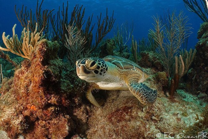 Culebra Snorkel and Beach Day with Lunch and Drinks - Flamenco Beach and the backup plan