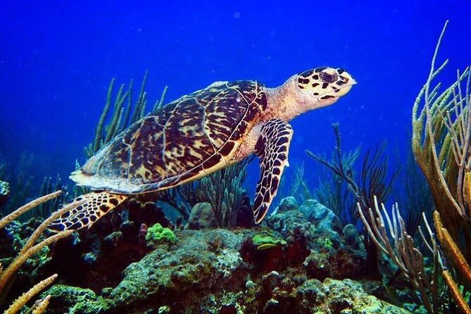 Culebra Snorkel and Beach Day with Lunch and Drinks - The crew is the heart of the outing