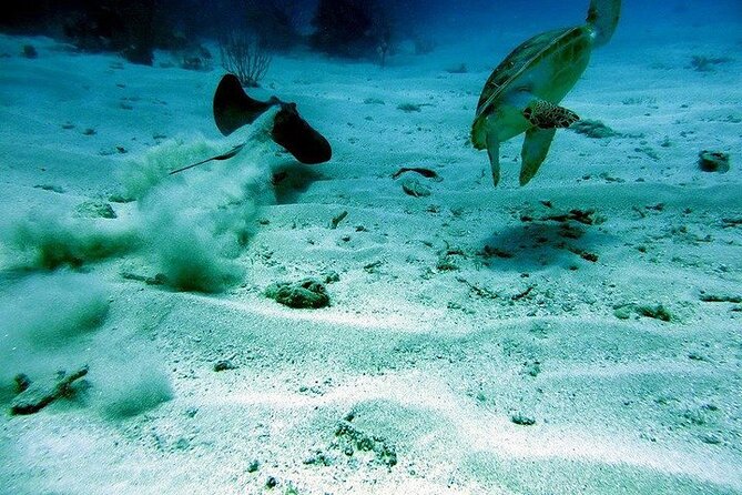 Culebra Snorkel and Beach Day with Lunch and Drinks - Who will enjoy this most