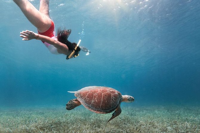Culebra Snorkel and Turtle Adventure with Transport - Key points to know before booking