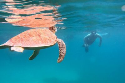 Culebra Snorkel and Turtle Adventure with Transport