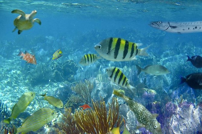 Culebra Snorkeling Tour by Catamaran from Fajardo - Should you book this Culebra catamaran tour?