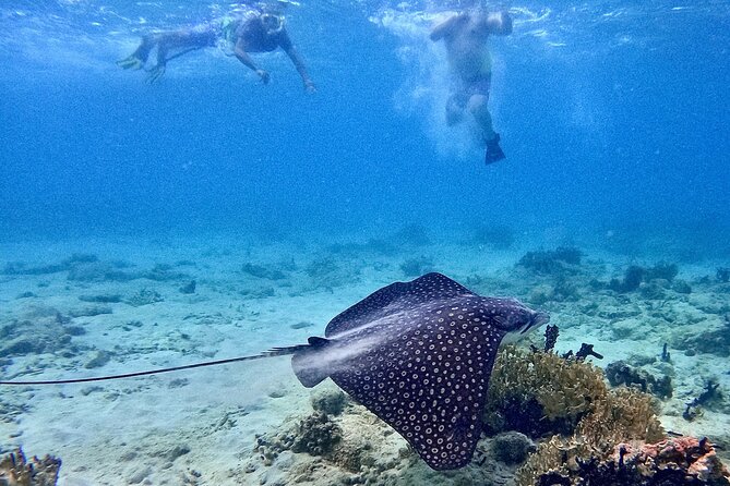 Culebra Swim with Turtles Adventure and Flamenco Beach by Ferry - Tamarindo Beach and the turtle snorkel