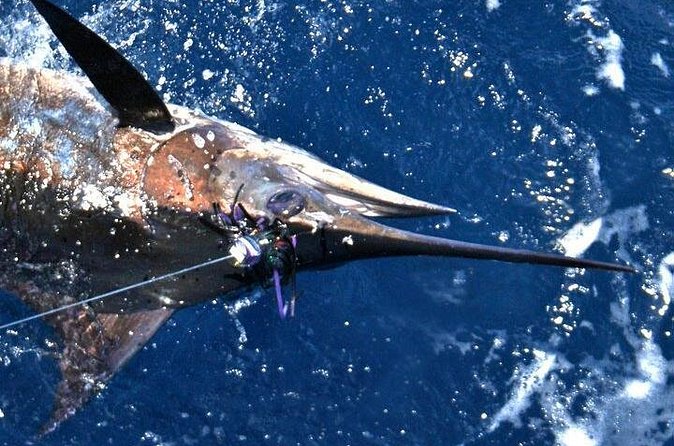 Deep Sea Fishing Private Boat Charter in San Juan - Four hours on the water