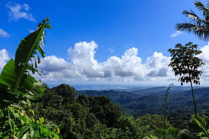 Discover El Yunque National Park: Half-Day Rainforest Tour - Key details before you book