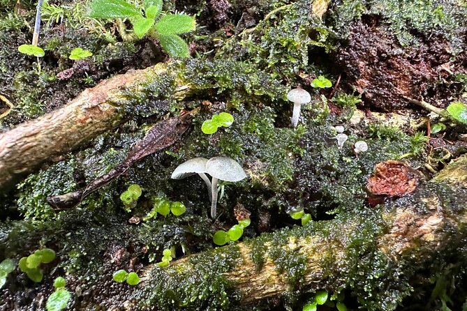 Discover El Yunque National Park: Half-Day Rainforest Tour - Pickup, timing, and vehicle advice
