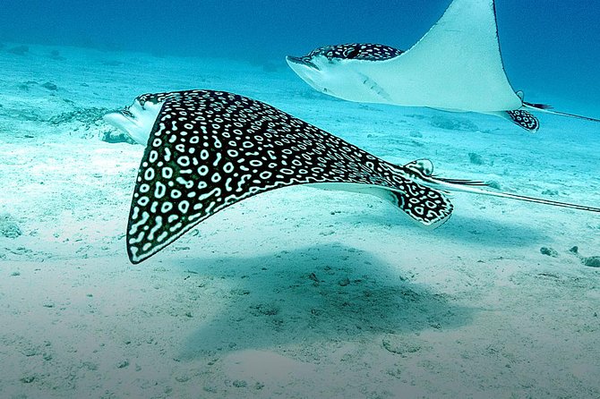 Discover Fajardo: 2-Tank Scuba Diving - Boat time and the Cordillero Reef System
