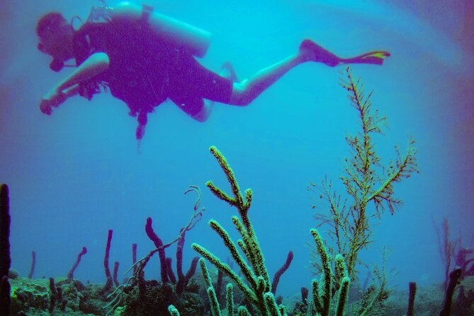 Discover Scuba Diving - Exploring a shallow Caribbean reef