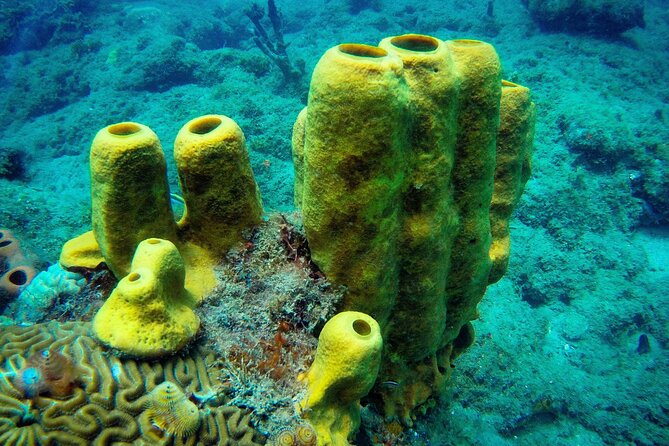 Discover Scuba Diving - What the $139 price really covers