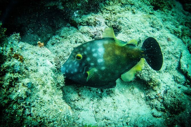 Discover Scuba Diving - Who will enjoy this experience most